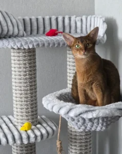 Кот на лежанке