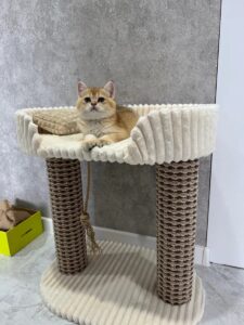Кот на комплексе