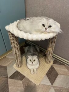 Большой комплекс для двух питомцев